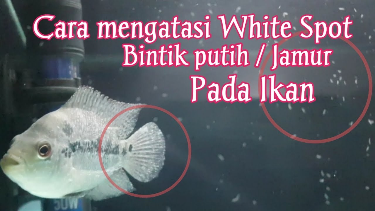 Putar video Cara mengobati ikan yang terkena whitespot / jamur sekarang Cara mengobati ikan yang terkena whitespot / jamur