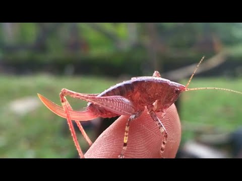 anak belalang  (orophus sp)