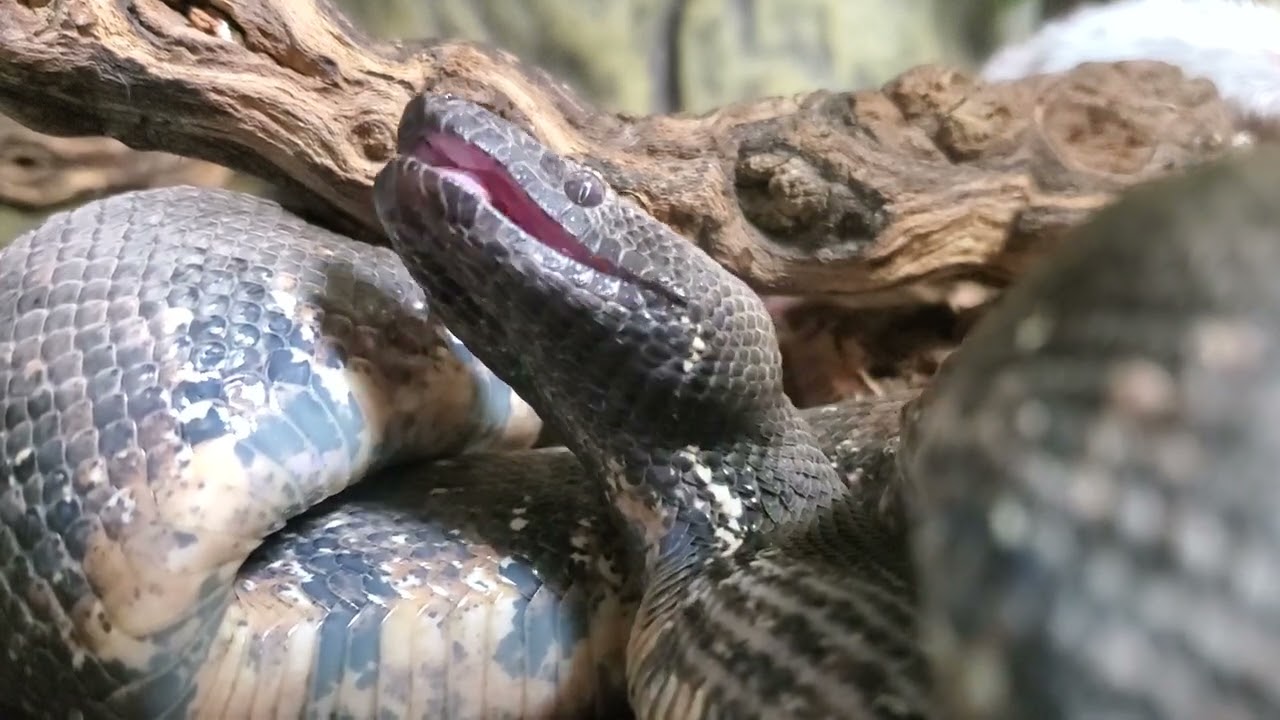 マウスを呑むパシフィックグランドボア