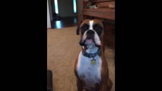 Dog talks about new couch rule