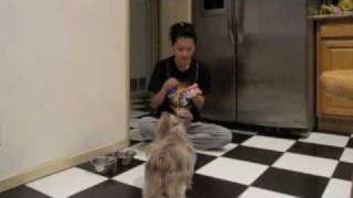 Dog Training: Bark on Command