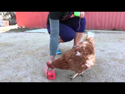 Did you know chickens can count?