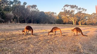 Perthで野生のカンガルーに会ってきた　#ワーホリオーストラリア #永住権 #野生動物 #パース