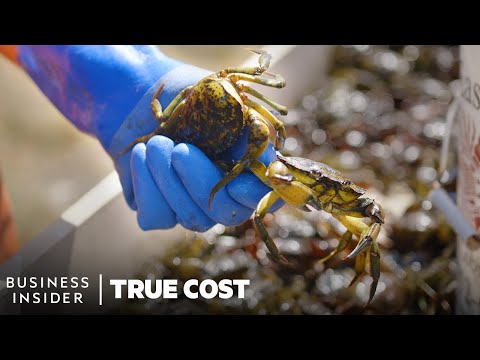 The True Cost Of The Green Crab Invasion, And How Whiskey Can Help | True Cost | Business Insider