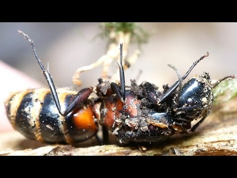 アリの天敵は何ですか?