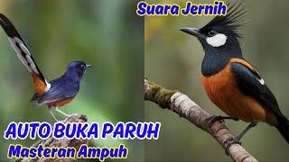 Download lagu Masteran Suara Burung Murai Batu Gacor, Super Mewah mp3