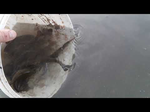 Lynas / Tench / Tinca tinca