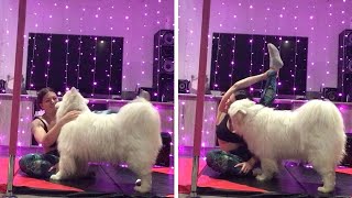 Dogs not helping with mom's yoga