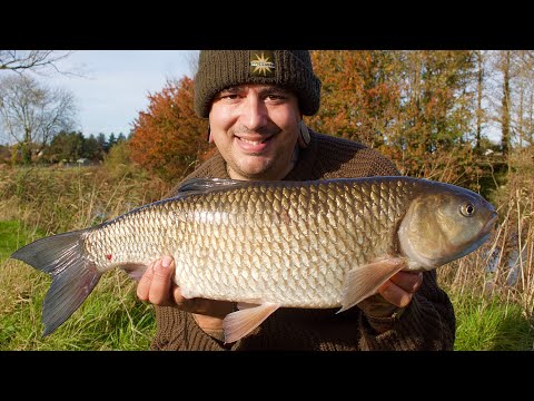 CHUB FISHING - 7lb+ BIG CHUB