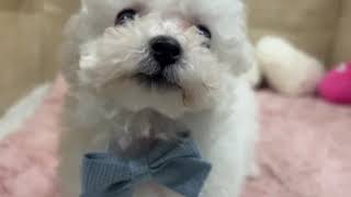 ビションフリーゼの動画01