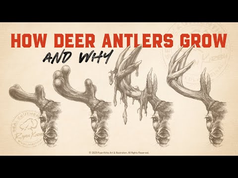 How A Mature Buck Grows Antlers- Month To Month!!!