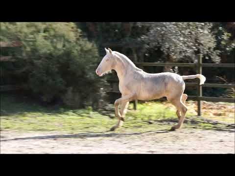 Cremello, Hengst *2021