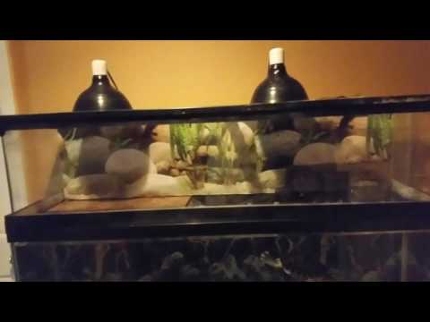 Turtle Topper Penthouse Pt 1