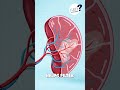 Can You Survive Without a Spleen?😮 #iWhy