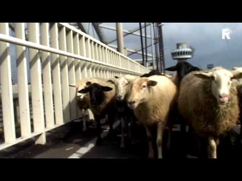 Rijnmond Nieuws - 8 augustus 2012