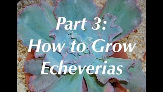Dick Wright on Echeverias 3: How to Grow