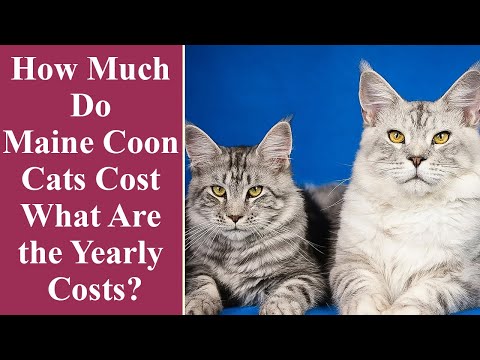 How Much Do Maine Coon Cats Cost   What Are the Yearly Costs
