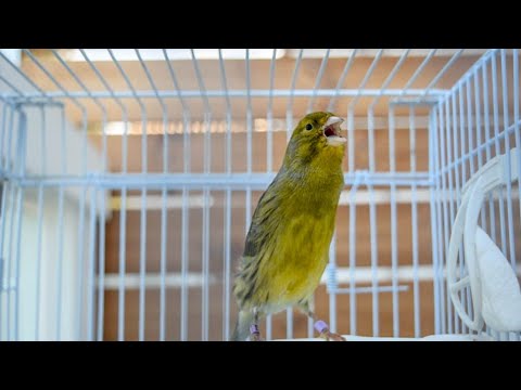 He tempts all canaries to sing!!! CANARY SINGING VIDEO