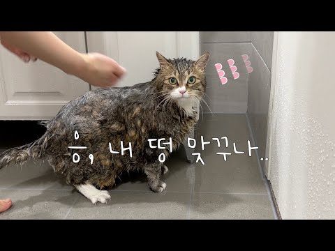 똥칠한 고양이 강제 목욕시켜줬더니