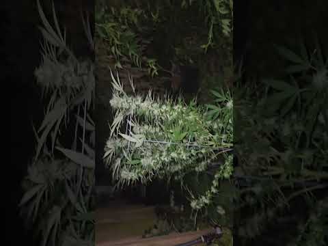 Csi 79 Xmas bud only strain i would grow in michiganand pest mold mildew resistant and chronic 