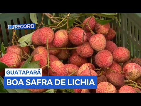 Produtores de lichia celebram safra recorde em Guatapará (SP)