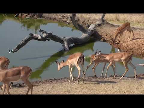 Djuma: Water Monitor Lizard, Terrapins, Gecko and ?Bumble Bee? - 09/16/18