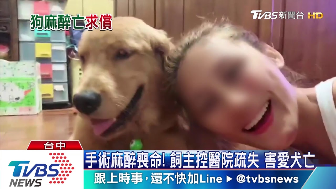 手術麻醉喪命!飼主控醫院疏失 害愛犬亡