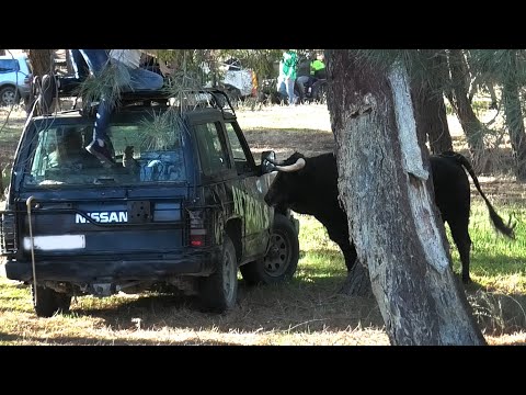 Nava de la Asunción 2023 El Toro se Escapa en Tercer Encierro a Caballo