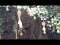 Indian Sparrow With Beautiful Nature Sound