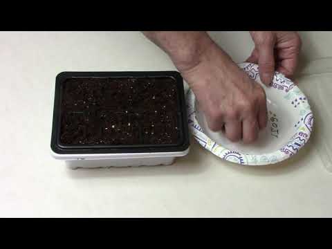 Explosive Ember Pepper Growing From Seedling Through The Summer