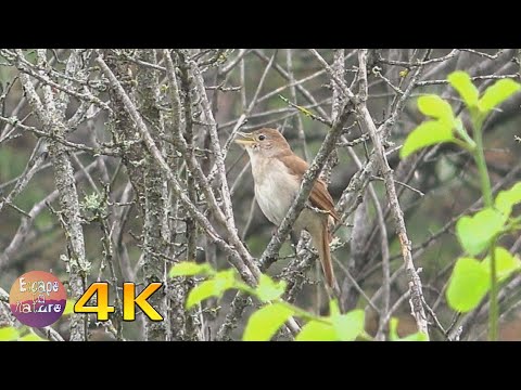 4K Best Nightingale song in the morning - Birds & their sounds from Greek fauna