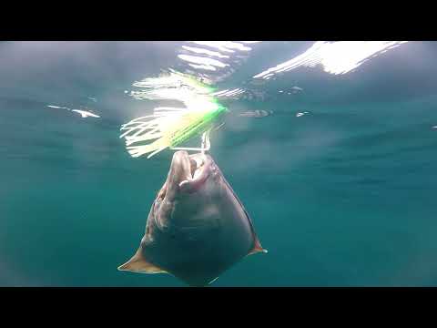 How I Caught Hundreds Of Halibut