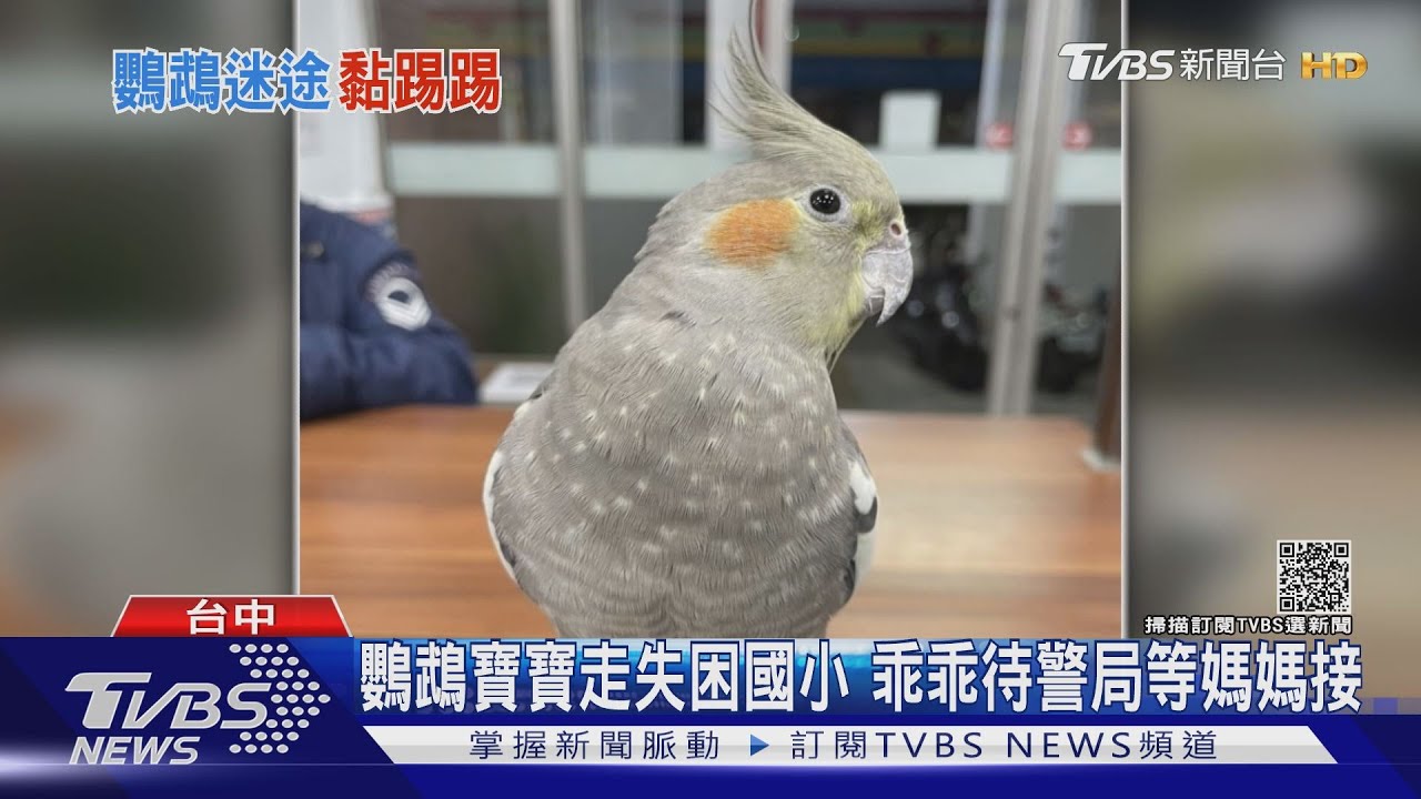 鸚鵡寶寶走失　困國小乖乖待警局等媽媽接