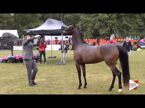 N.154 VVIVACIOUS - Bruges 2015 International - Fillies 3 years old (Class 105)