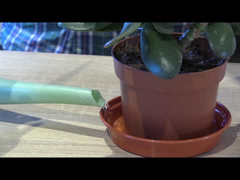 One or Two Monstera Deliciosa Swiss Cheese Plants 11cm - Second Medium