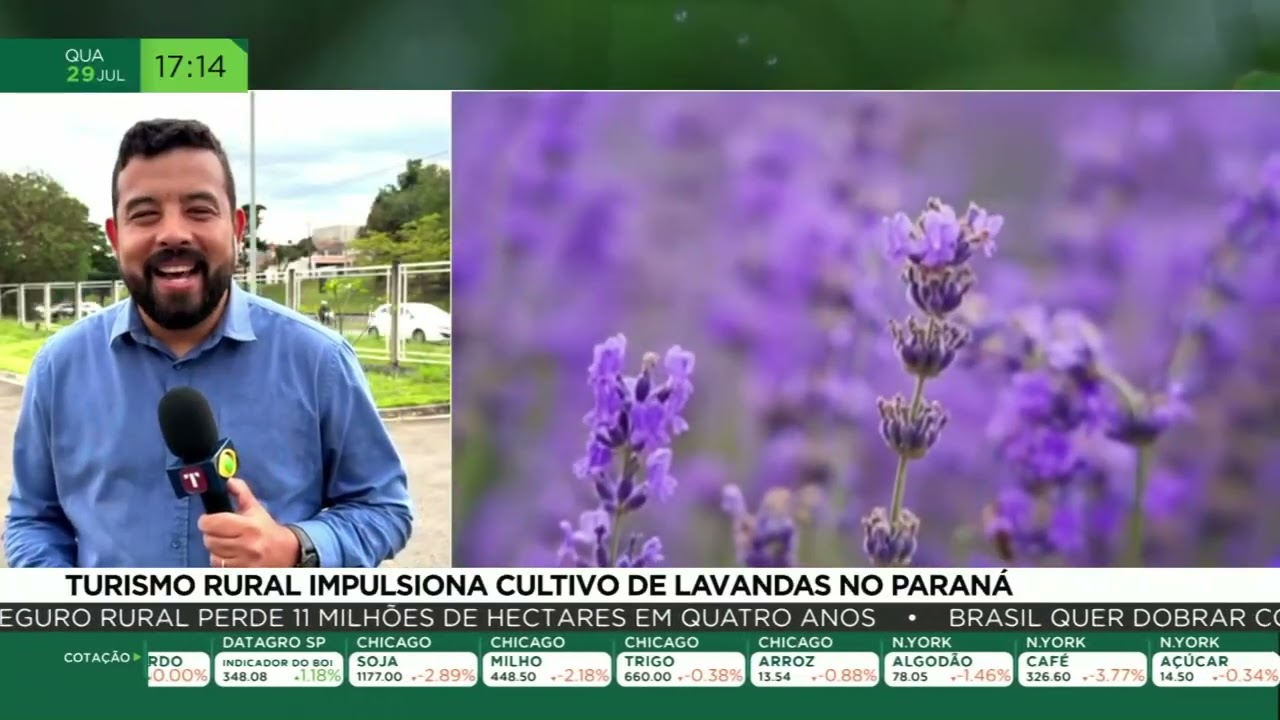 Turismo rural impulsiona cultivo de lavandas no Paraná