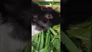 Download lagu Begini suara kelinci hamil ketika didekati #bunny #rabbit #cuteanimals #pets #kelinci #funny mp3