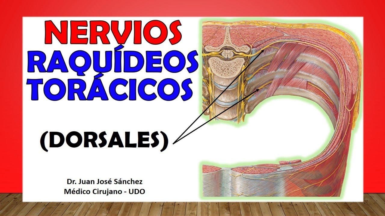 🥇 NERVIOS DORSALES TORÁCICOS. (Intercostales, Toracoabdominales)