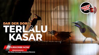Download lagu 🔴Masteran Kasar Dar Der Dor Full Tembakan Kasar Breen Rapet Tepus Kepala Abu Gacor vs Cucak Cungkok mp3