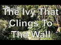 The Ivy That Clings To The Wall  (2001) by Rod McKuen with lyrics