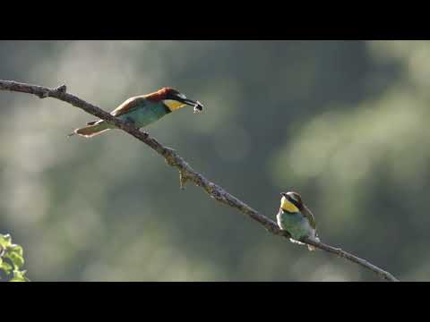 Żołna karmienie młodego