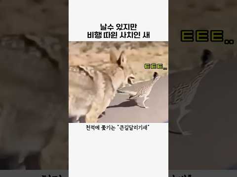 날수 있지만 비행은 사치인 새