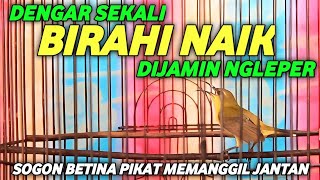 Download lagu SOGON BETINA PIKAT MEMANGGIL JANTAN !! MUDAH BIKIN BIRAHI NAIK mp3