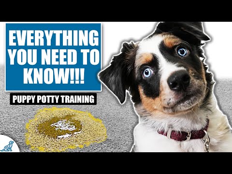 Your COMPLETE Guide To Puppy Potty Training!
