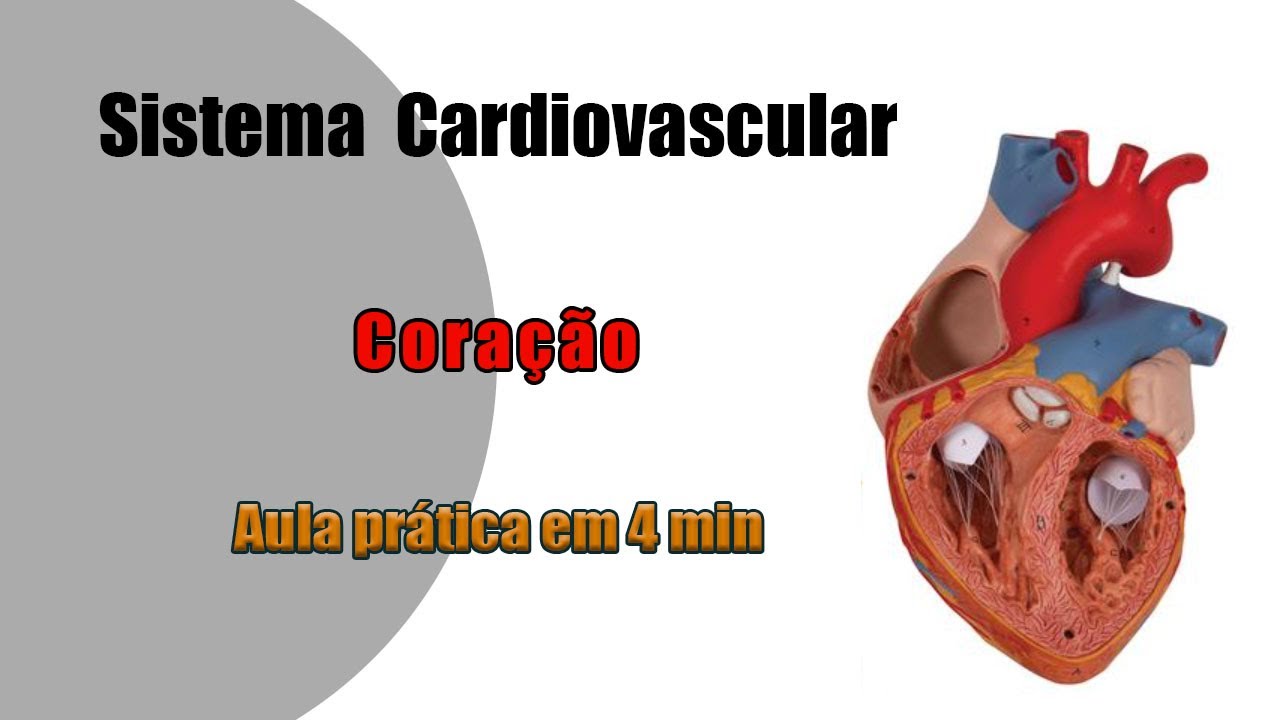 Anatomia Cardiovascular - Coração - Aula Prática