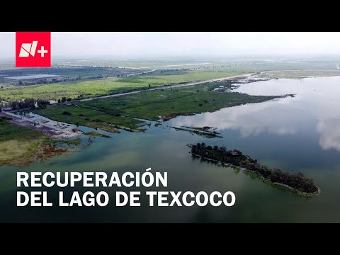 Lago de Texcoco: Así el proyecto para recuperar humedales - Despierta