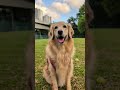 Posto Thinks She's Cute⁉️🤔💬 #dog #dogs #doglife #doglove #doggo #dogshorts #cutedog #goldenretriever