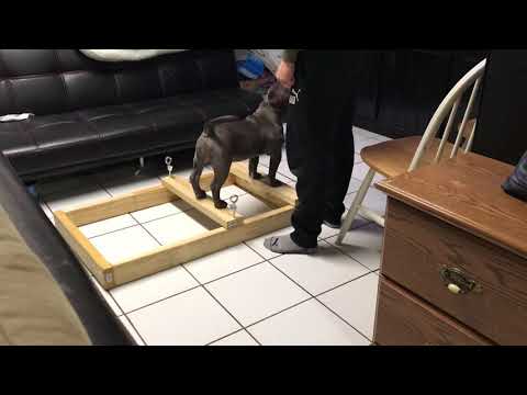 download lagu mp3 mp4 Stack Box Dog, download lagu Stack Box Dog gratis, unduh video klip Stack Box Dog