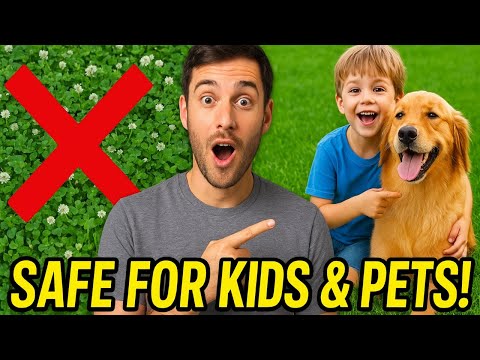 Clover Lawn vs Grass: Step by Step Guide to a Soft, Eco-Friendly Yard