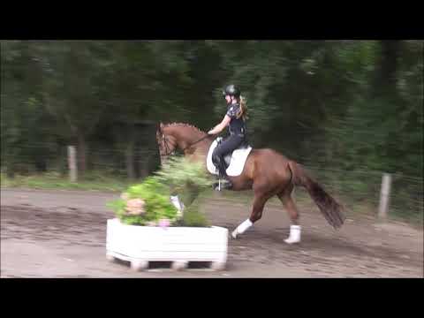 Bella Bartok 4j. St. v. Borsalino